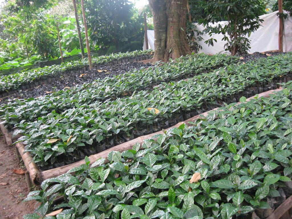 Finca San Rafael - Cafe Y Cacao 민카 외부 사진
